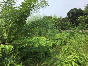 日本の植林技術を用いた森林再生プロジェクト